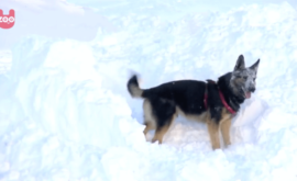 search and rescue dog