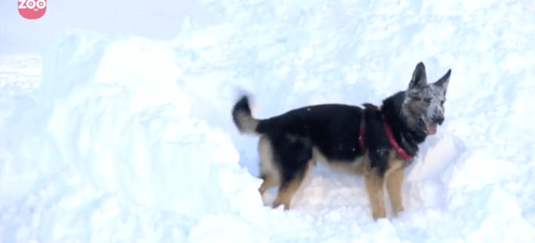 search and rescue dog